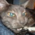 :iconthe-lecher:
