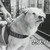 :iconthe-lover-of-hachiko: