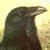 :iconthe-muse-raven: