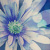 :iconthe-never-fading: