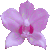 :iconthe-orchid-eater: