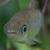 :iconthe-pattern-queen: