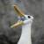 :iconthe-pious-albatross: