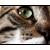 :iconthe-popo: