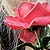 :iconthe-pretty-killers: