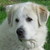 :iconthe-ringing-crow: