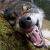 :iconthe-roop: