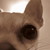 :iconthe-ruby-eyed-wolf: