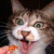 :iconthe-sajuuk-khar: