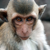 :iconthe-secret-monkey:
