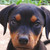:iconthe-shadow-deviant: