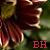 :iconthe-tattered-rose: