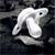 :iconthe-tattooist:
