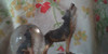 :iconthe-thingies: