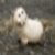:iconthe-third-wheel: