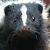 :iconthe-typhin: