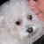 :iconthe-wemster-26: