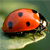 :iconthe-wild-monster: