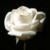 :iconthe-wildrose: