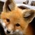 :iconthe-winged-fox: