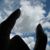 :iconthe-xds-and-xps: