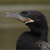 :iconthe1337skink: