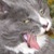 :iconthealbertannewfie: