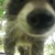 :icontheamazingdynodyke: