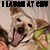 :icontheamberdragonfly: