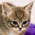 :icontheangrykitten: