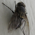 :icontheantler: