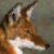 :icontheartpack: