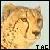 :icontheaudiocheetah: