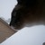 :icontheawillow: