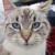 :iconthebarkingcat: