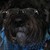 :iconthebeartamer: