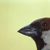:iconthebirdman33: