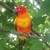 :iconthebirdsfeathers: