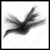 :icontheblackbird: