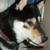 :iconthebluelemon: