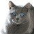:iconthecatblueandgrey: