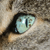:iconthecatinthedrawer: