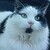:iconthecatmaster: