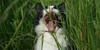 :iconthecatsfanclub: