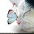 :iconthecolorofmagic:
