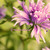 :iconthecoloursoflove: