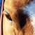 :iconthecountess: