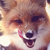 :iconthecoyotegirl: