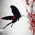 :iconthecrazygirl1o12: