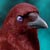 :iconthecrimsoncrow: